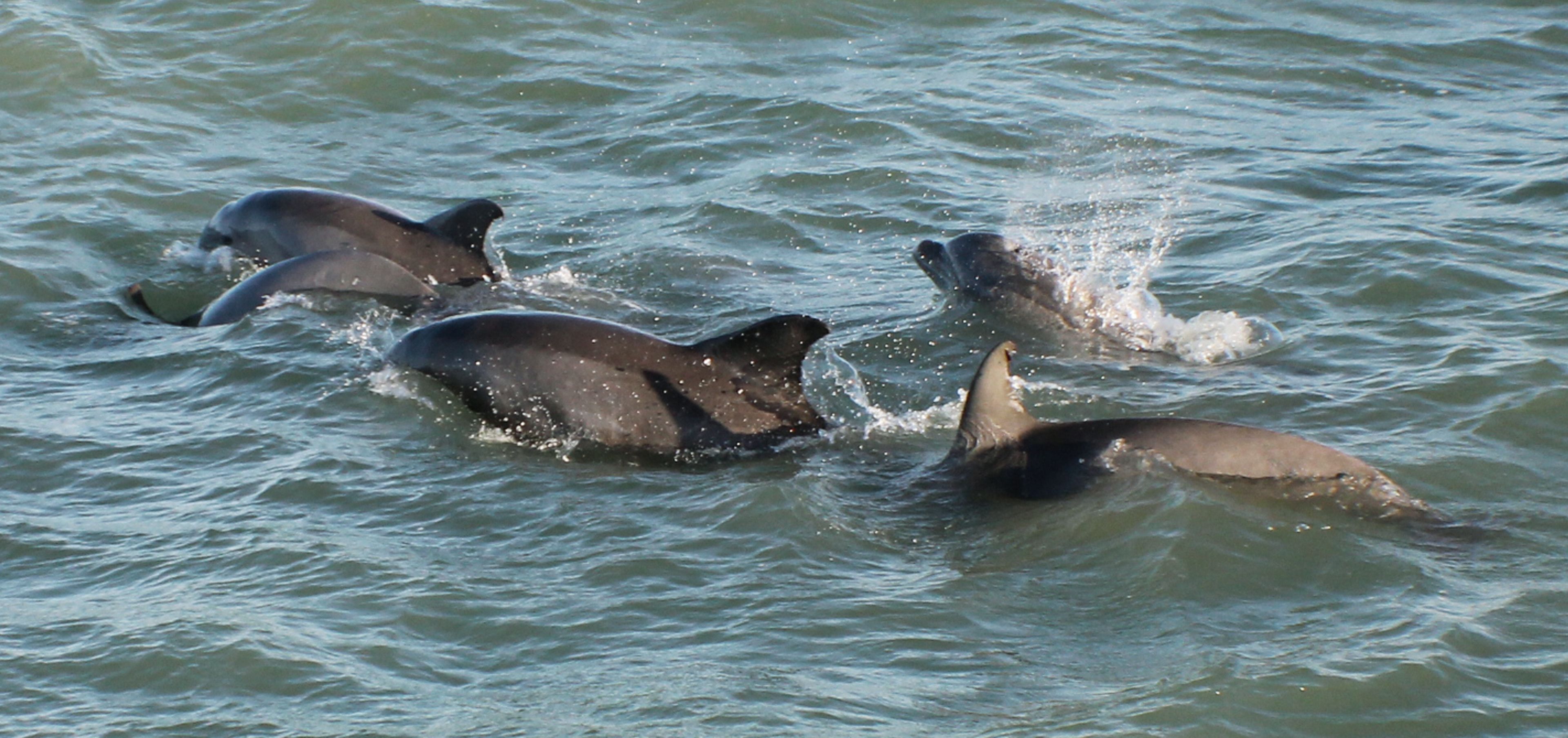 Delfines nadando en el agua.