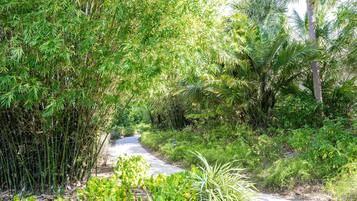 A narrow, winding path surrounded by dense bamboo and tropical vegetation.