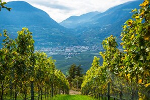 Winery