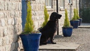 A black dog sitting on a stone-paved area next to a stone building with blue window frames and a door. There are potted plants in blue pots along the building's base. - The White Swan Inn (Pickering)