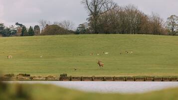A grassy field with a body of water in the foreground and a wooden fence in the background.