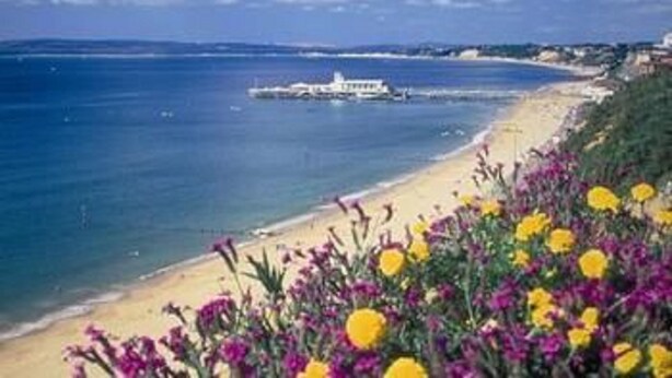 Vista sulla costa con spiaggia sabbiosa, un molo e fiori selvatici in primo piano.