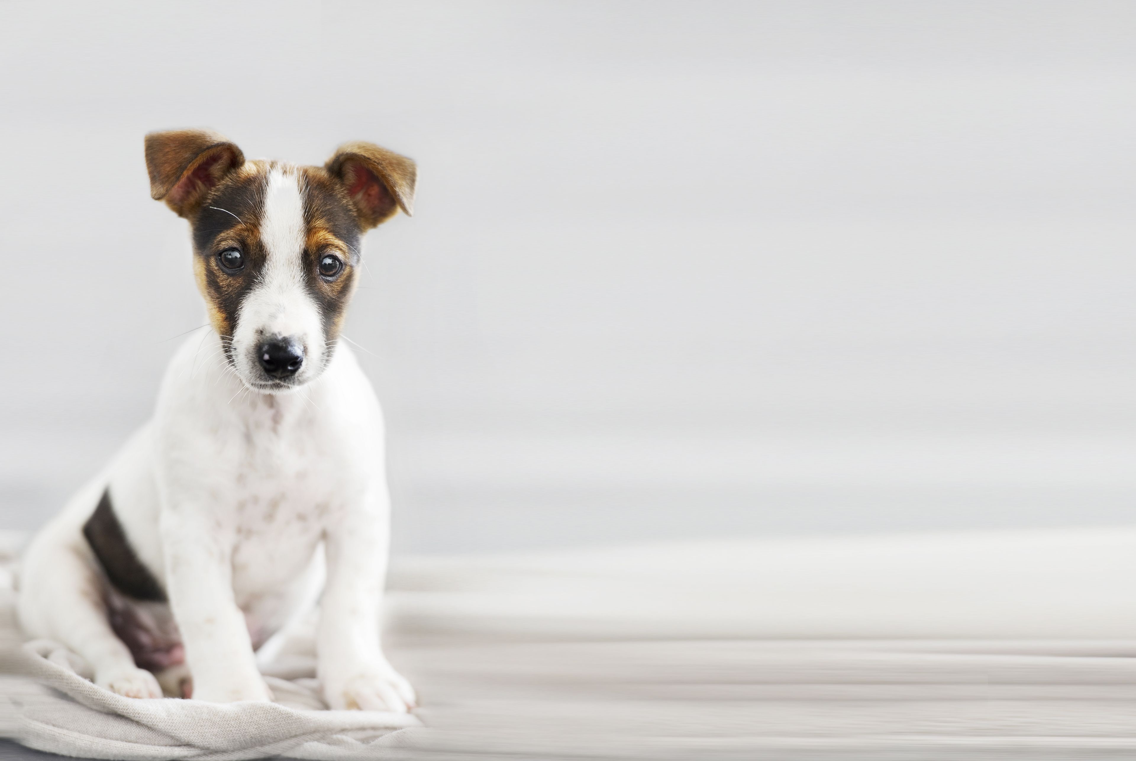 Foto - Hyatt House Dallas Lincoln Park