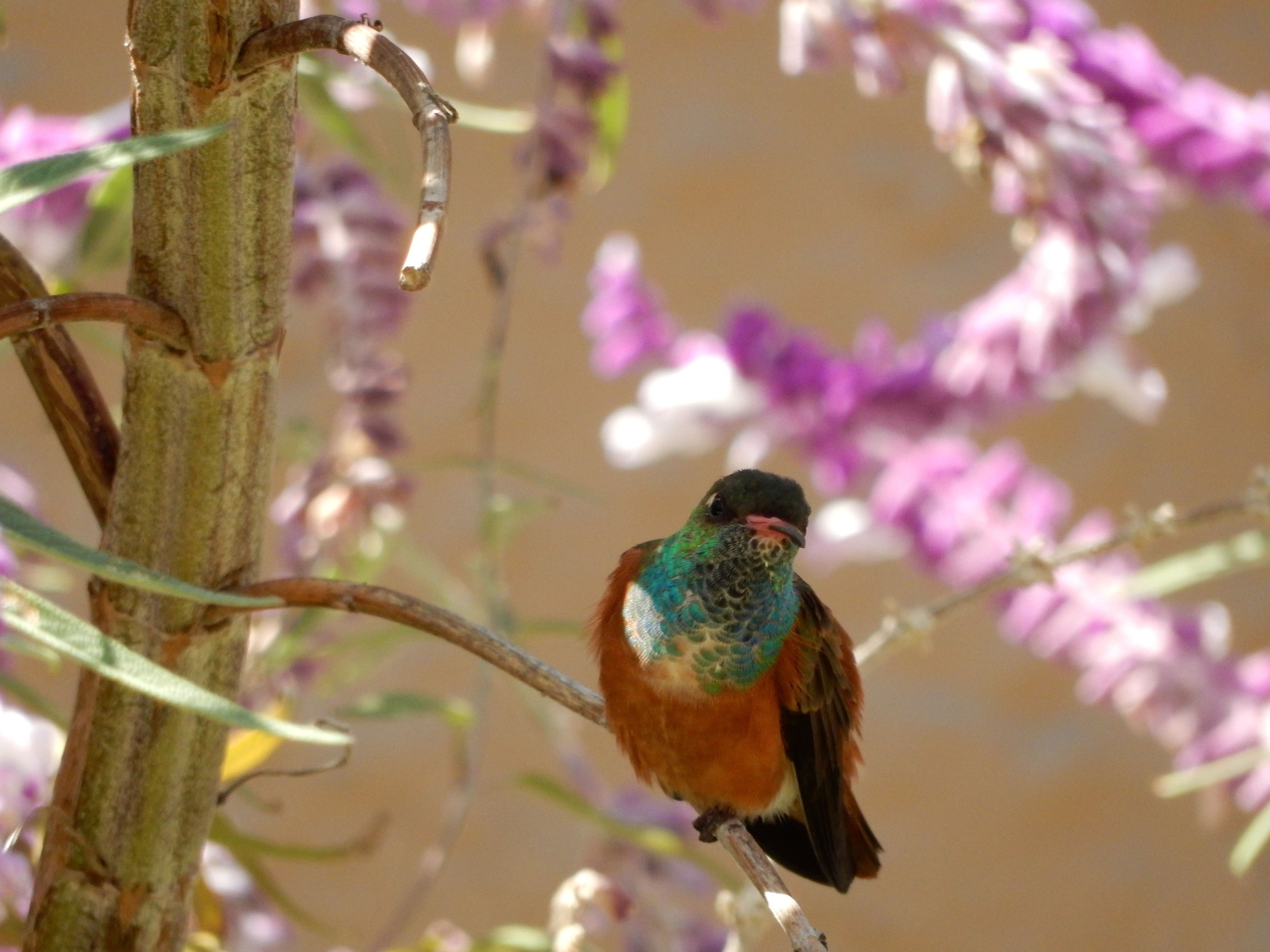 Un oiseau était perché sur une branche, avec des fleurs violettes en arrière-plan.