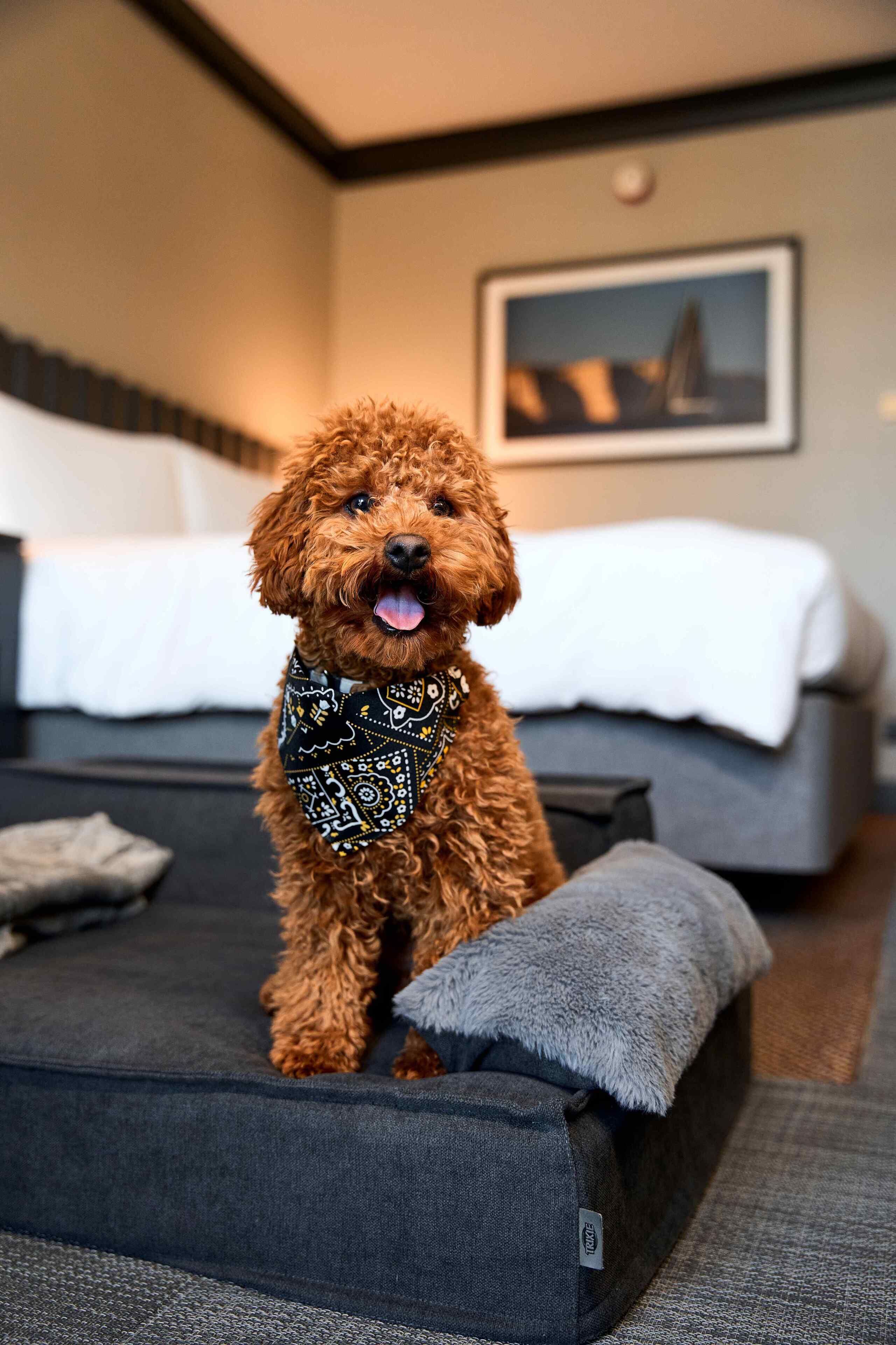 A small, curly-haired dog sitting on a gray sofa in a hotel room with a bed in the background and a framed picture on the wall.