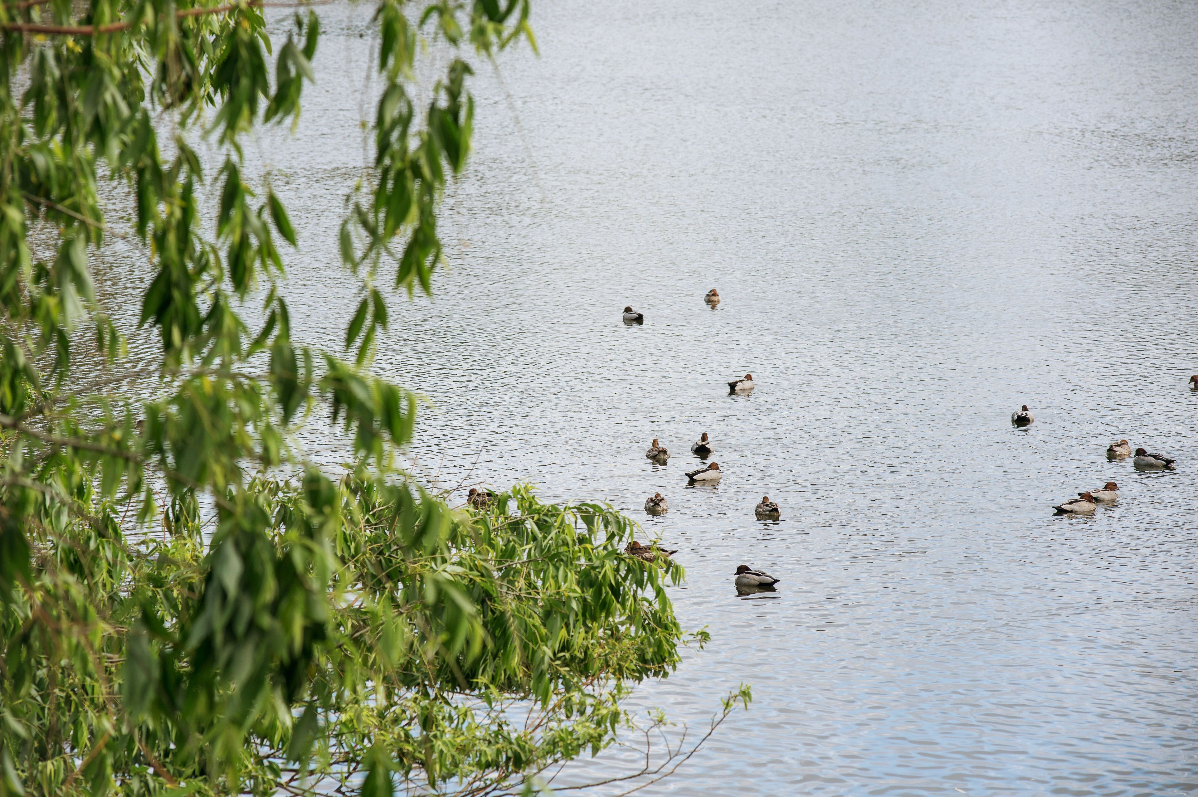 Um lago tranquilo com patos nadando.