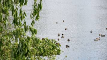 Um lago tranquilo com patos nadando.