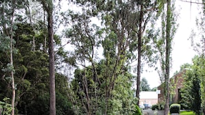 Une femme se promène sur un sentier sinueux, bordé d’une végétation luxuriante et d’arbres.