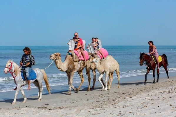 A beach scene with camels and horses.