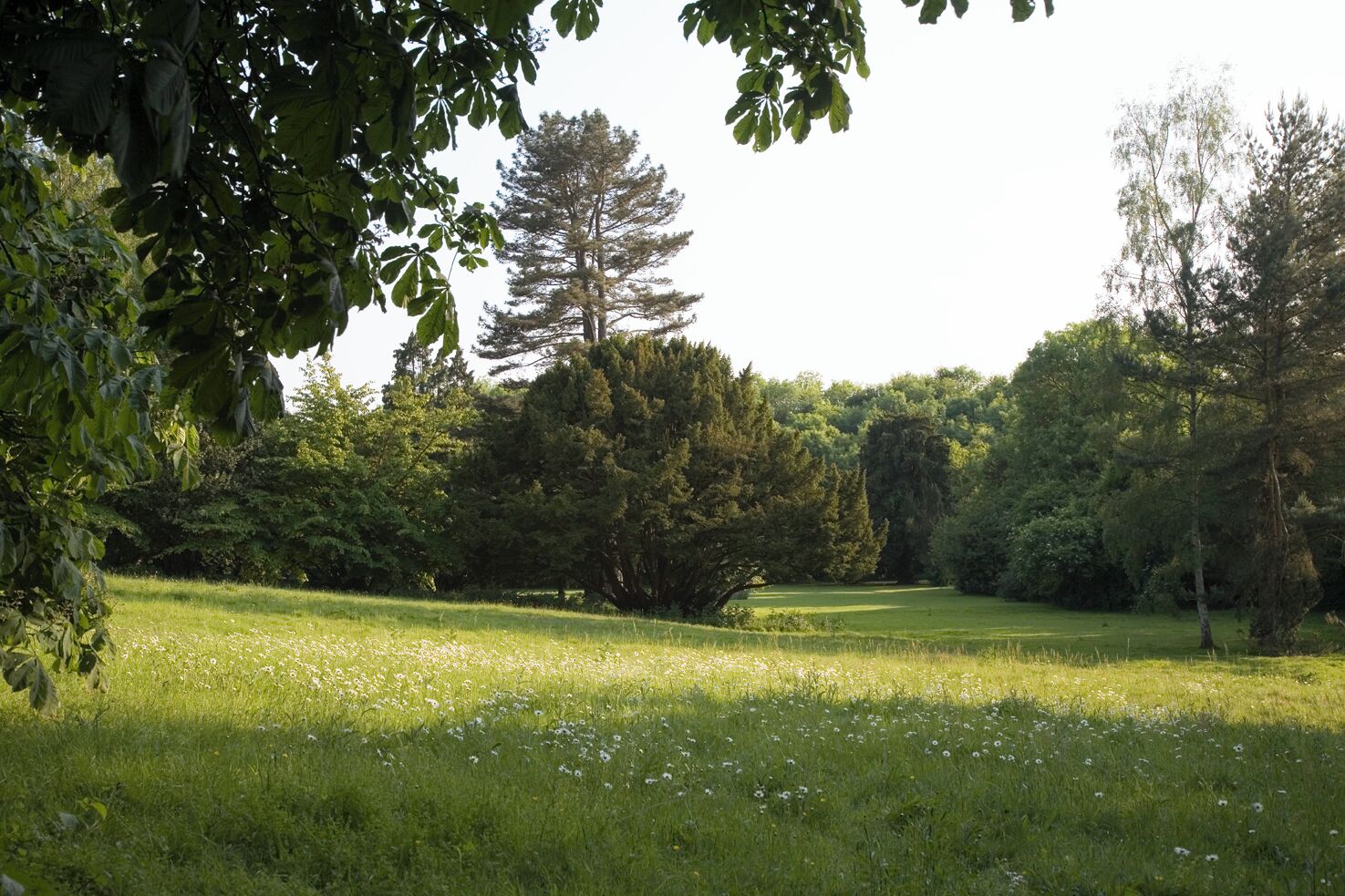 A grassy field with trees and a clear sky.