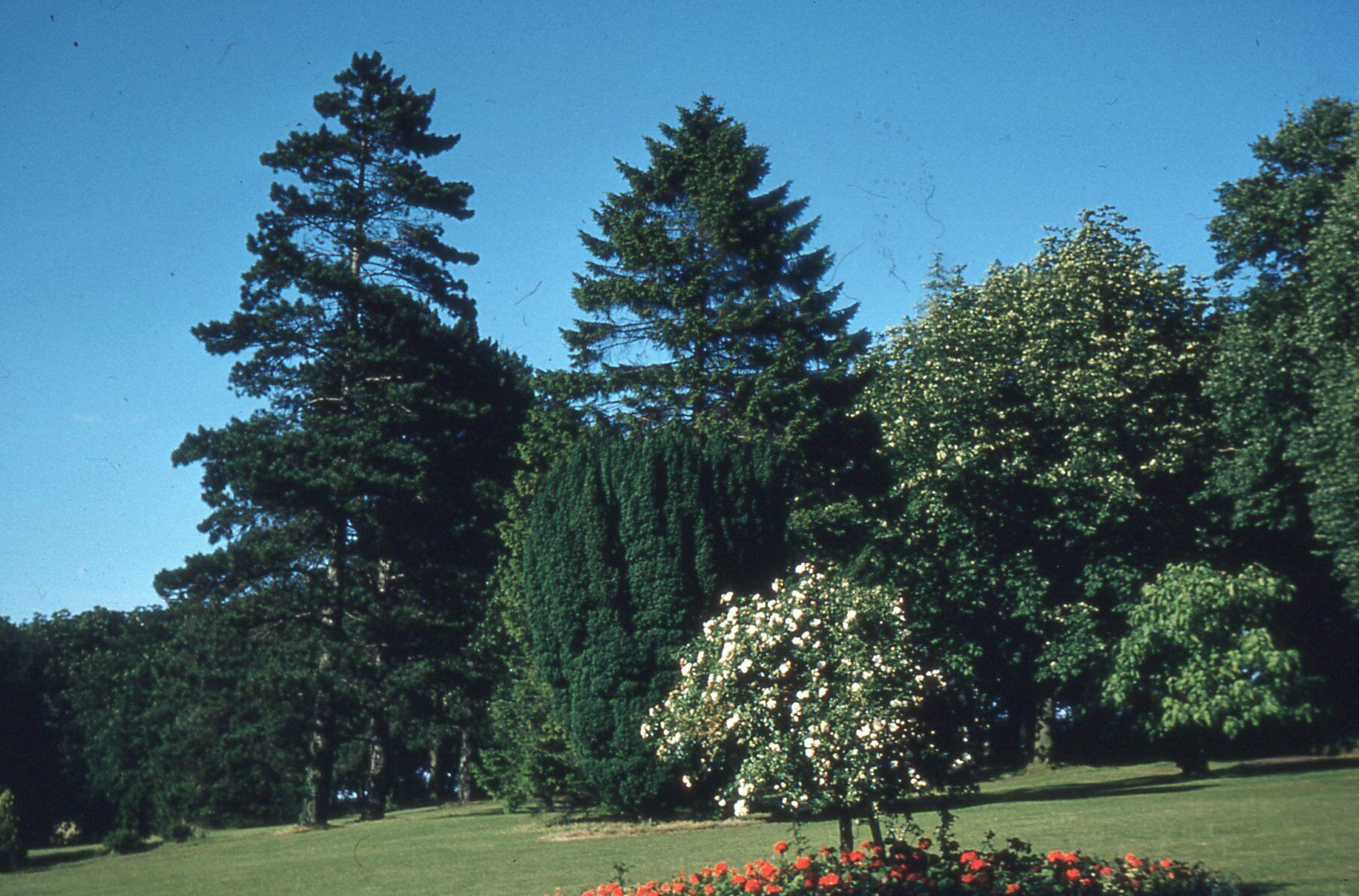 A park with tall trees and a flowering tree.