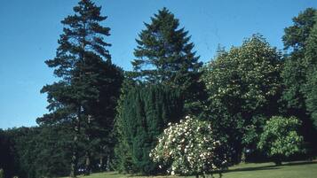 A park with tall trees and a flowering tree.