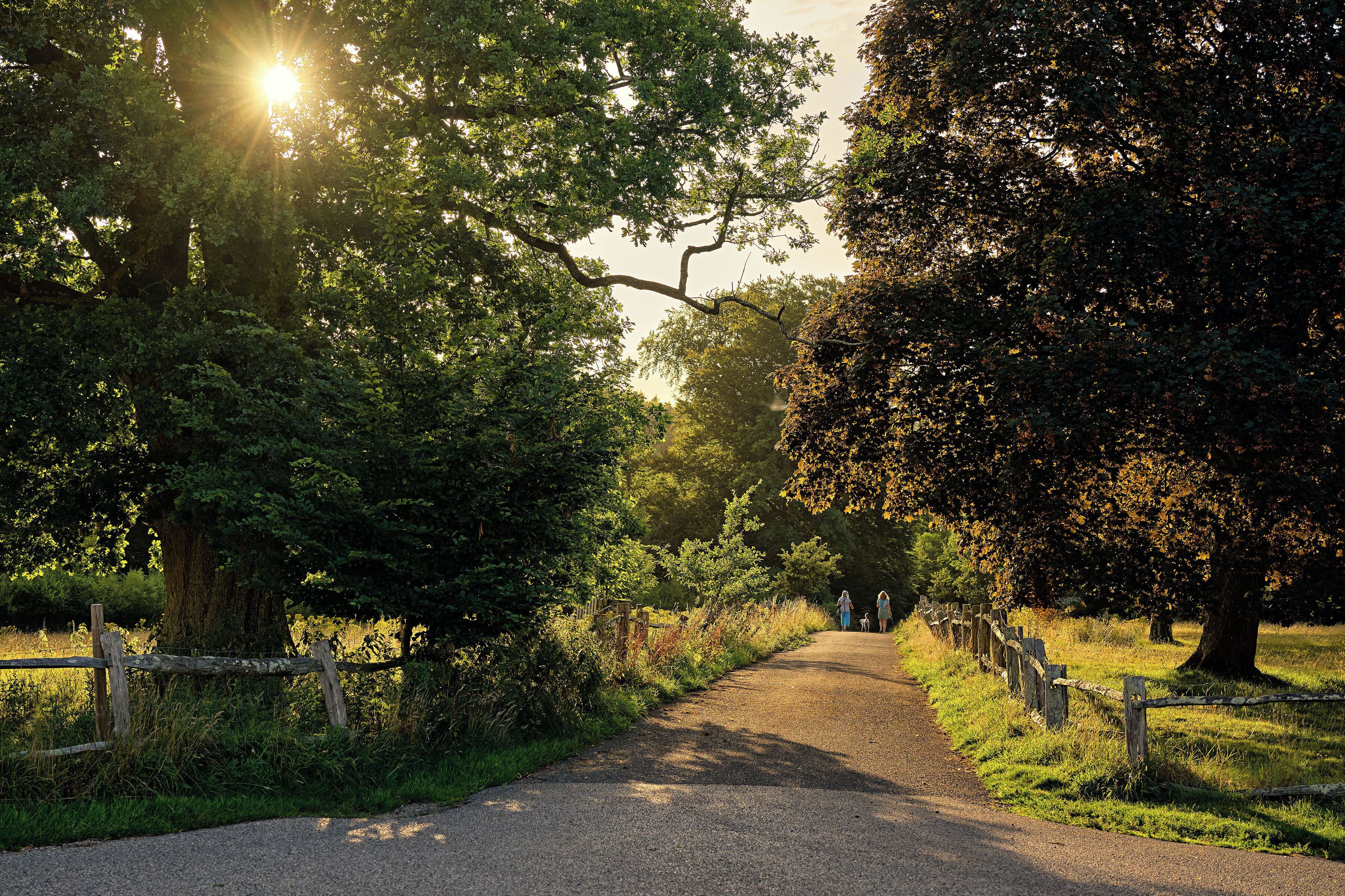 A paved pathway flanked by trees and a wooden fence, leading to a distant figure.
