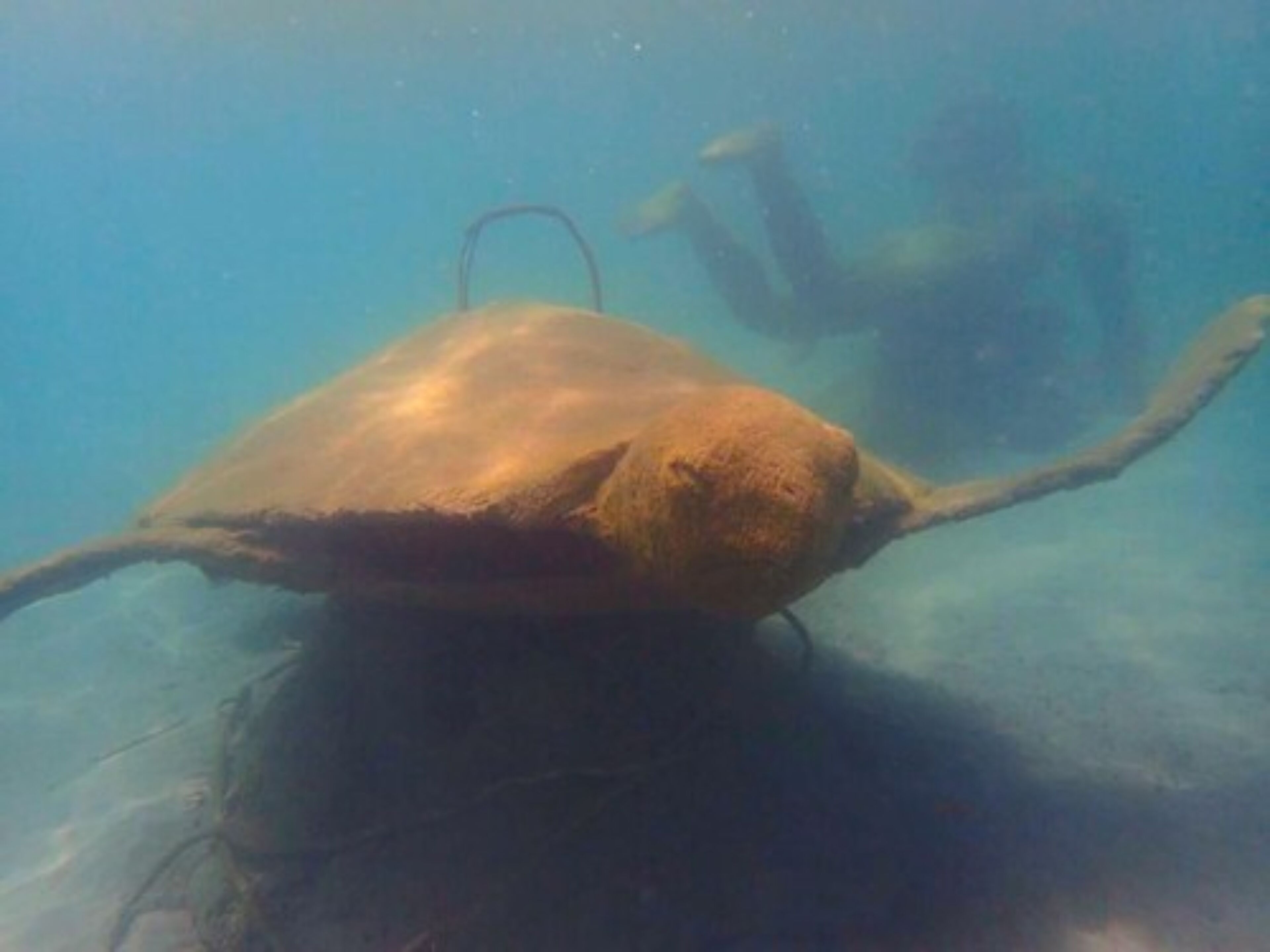 Une scène sous-marine avec un plongeur et un grand objet immergé.