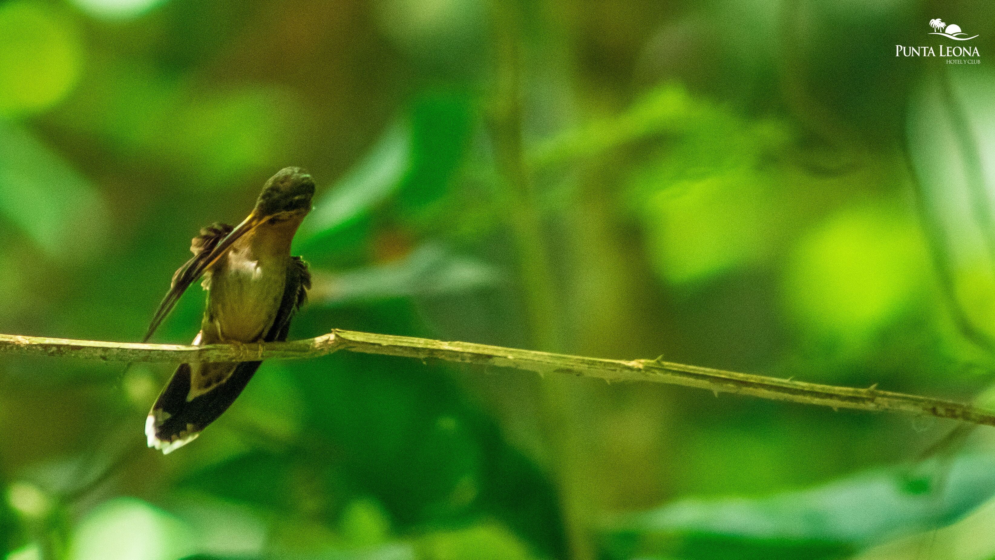 Photo - Hotel Punta Leona