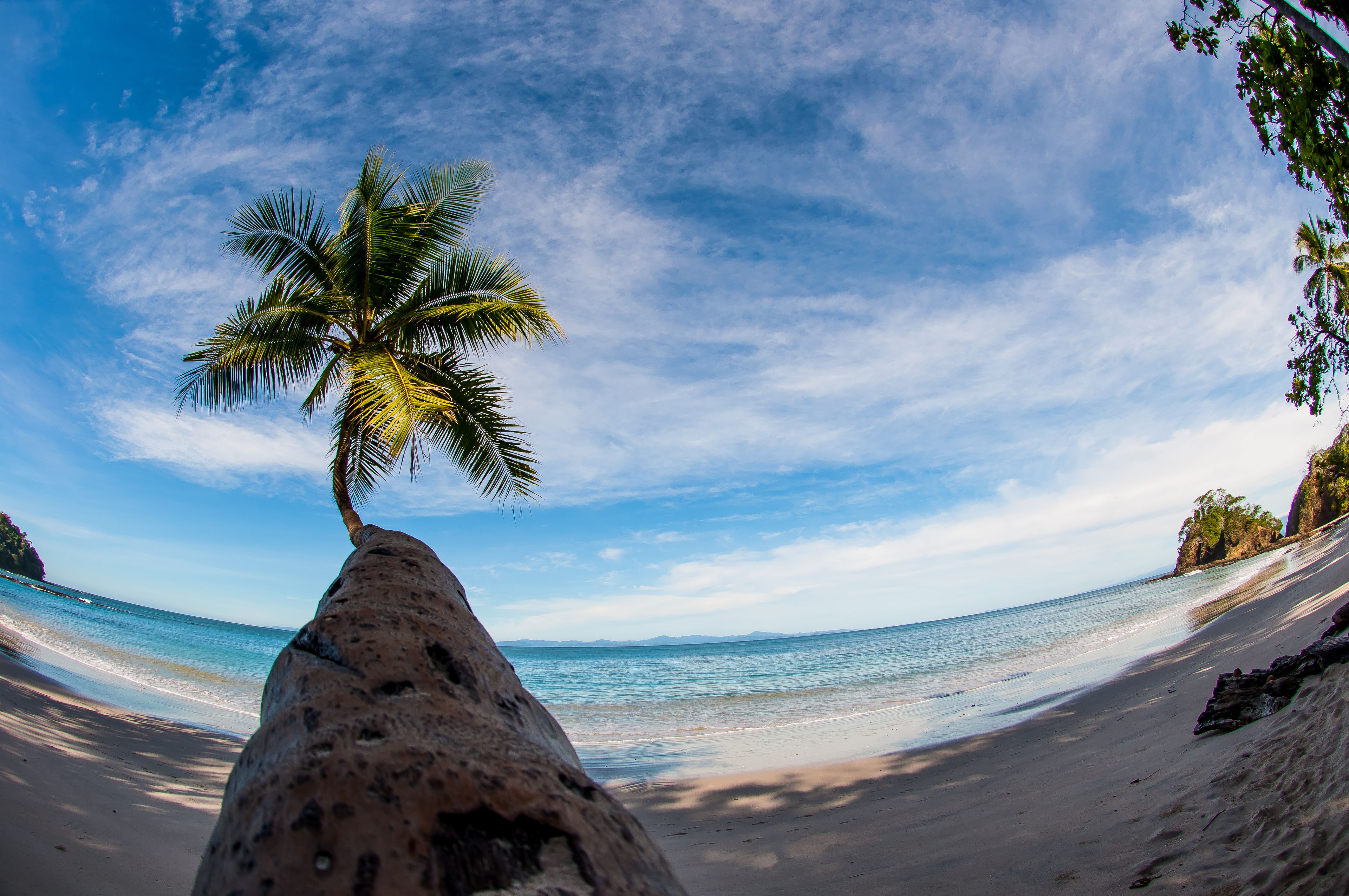 Une plage avec un palmier au premier plan et un ciel dégagé.