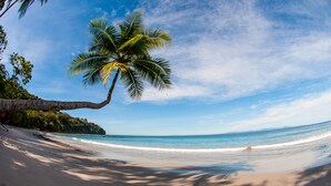 A beach with a palm tree, clear sky, and ocean waves. - Hotel Punta Leona (Tárcoles)