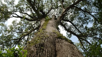 A large tree with a thick trunk and extensive branches.
