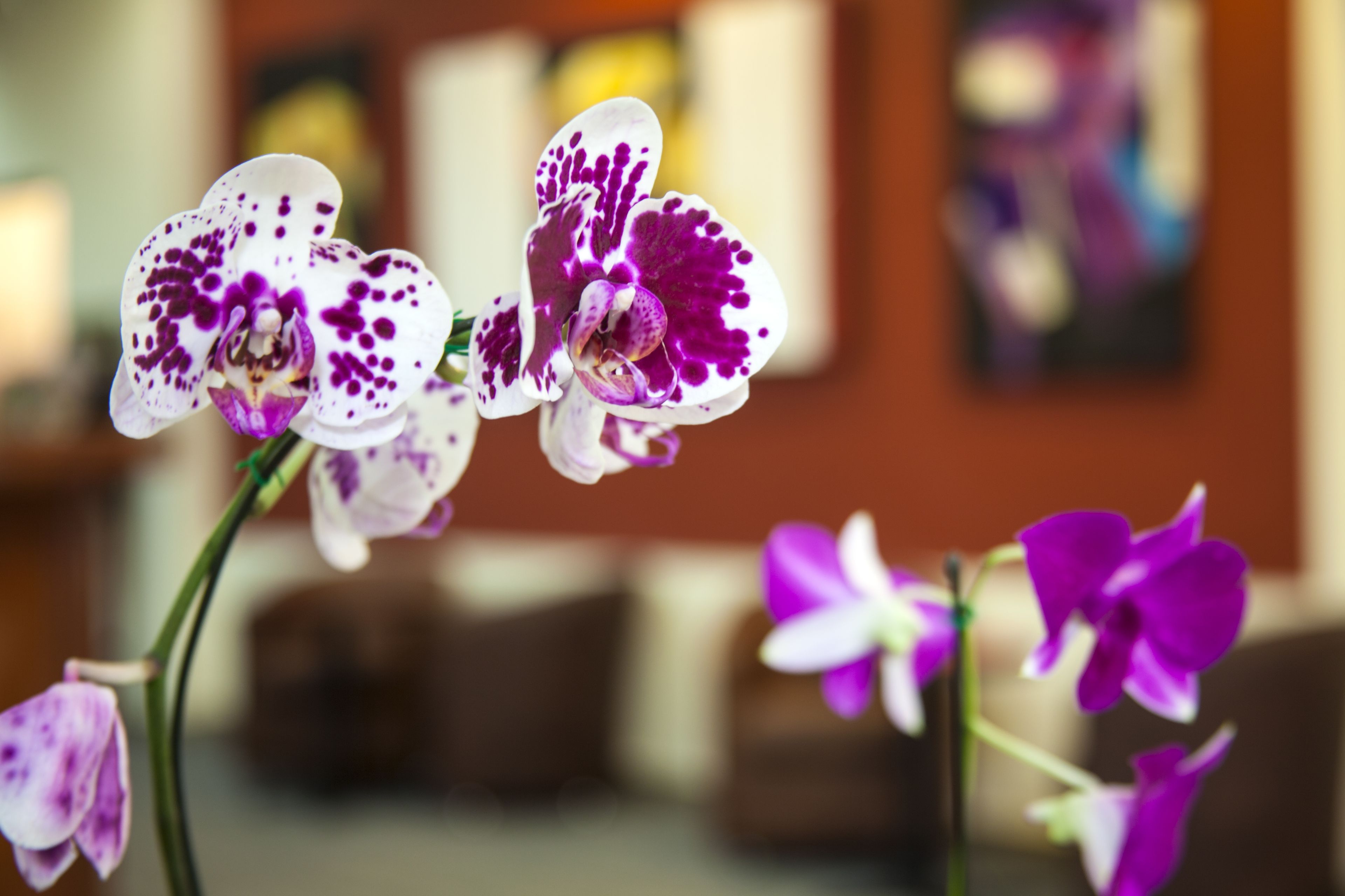 A close-up of orchids with a blurred background.