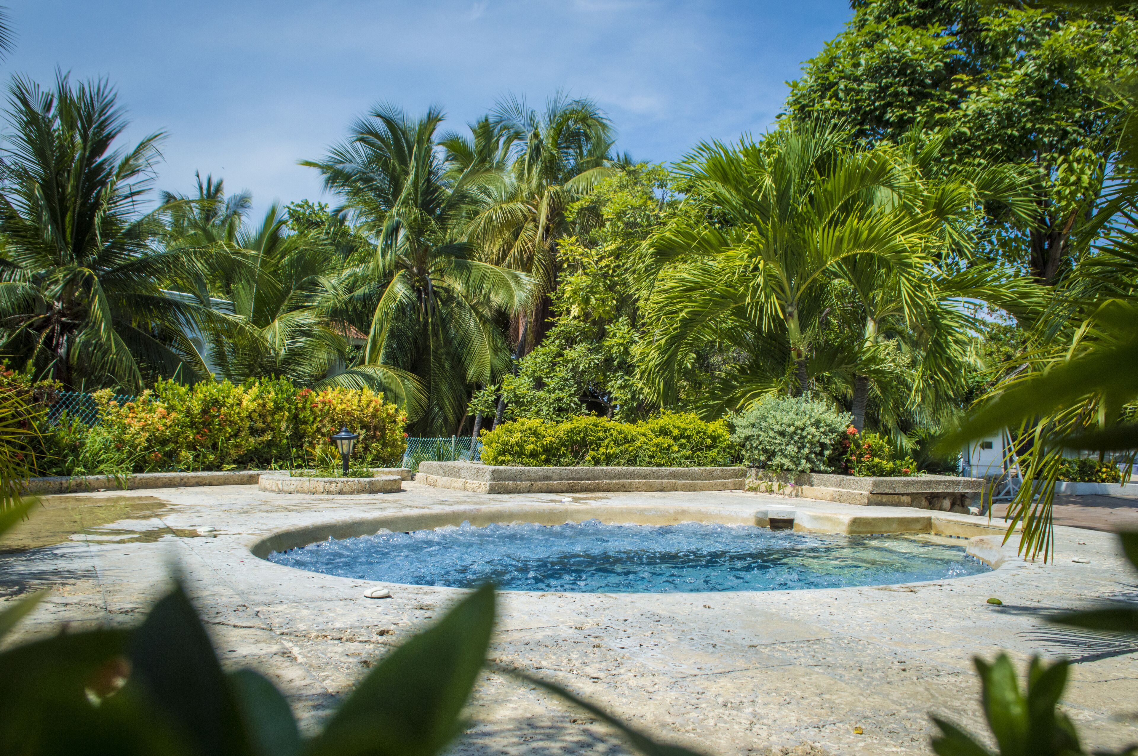 A pool surrounded by lush greenery and palm trees.