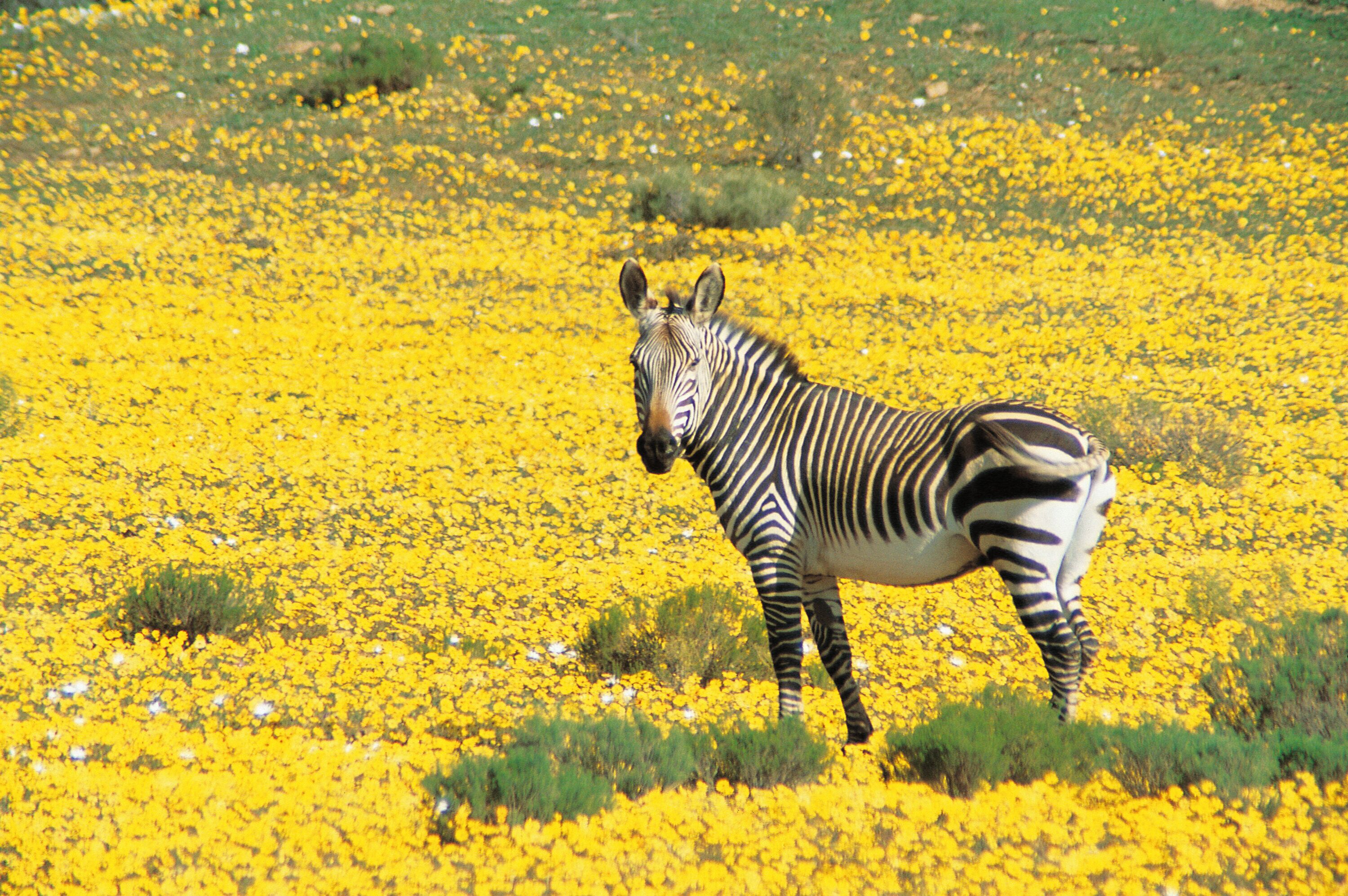 Una cebra parada en un campo de flores amarillas.