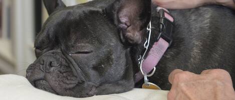 Kjæledyrvennlig