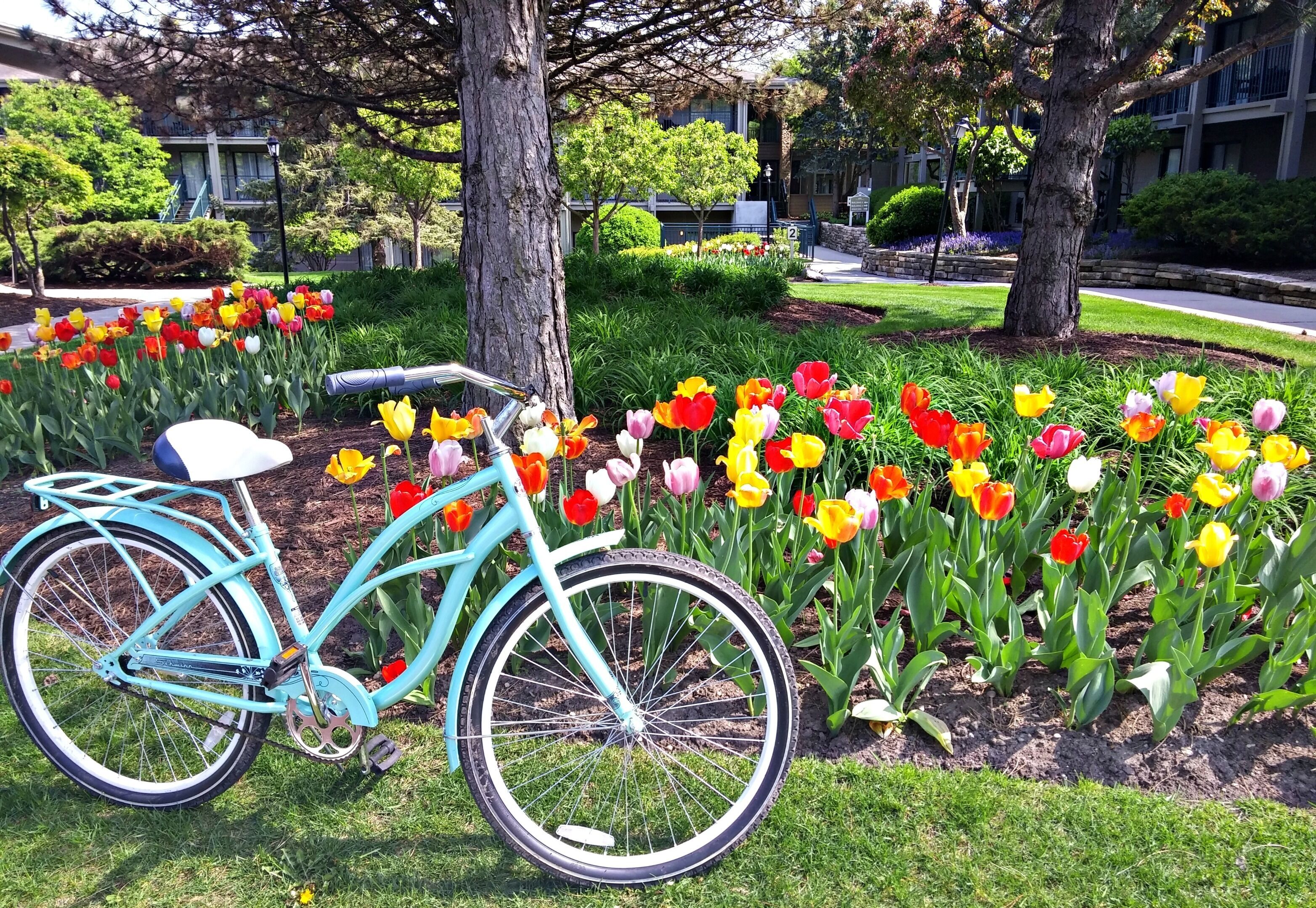 A turquoise bicycle parked in a garden with a variety of tulips.