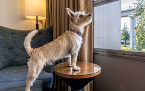 Pet-friendly