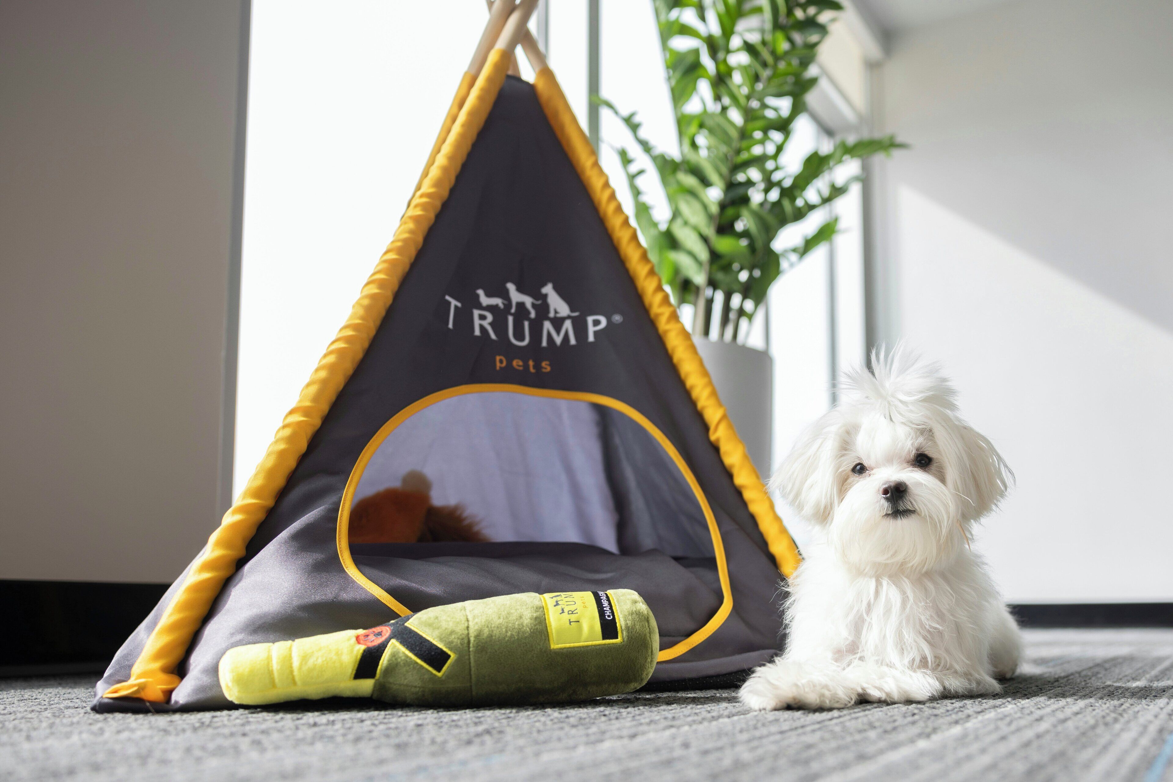 A small white dog inside a tent-like structure with a yellow and black design, and a green toy on the floor.
