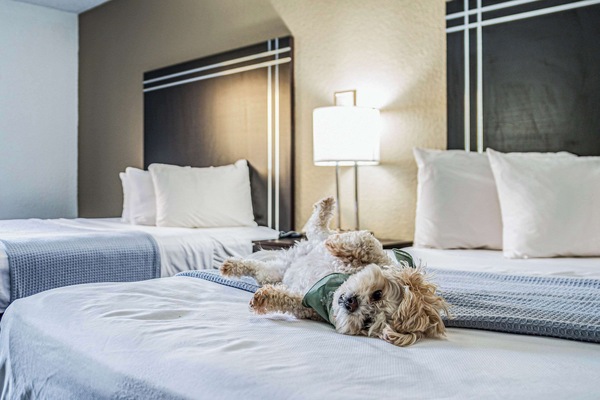 Zimmer, 2 Queen-Betten, Nichtraucher (Pet Friendly) | Schreibtisch, laptopgeeigneter Arbeitsplatz, Verdunkelungsvorhänge