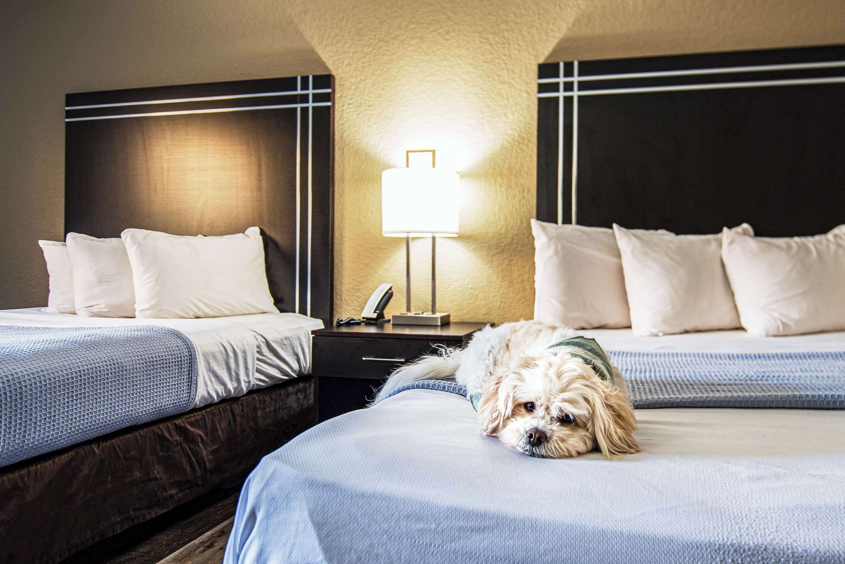 Habitación de hotel con dos camas, una mesita de noche con lámpara y un perro pequeño sobre una de las camas.