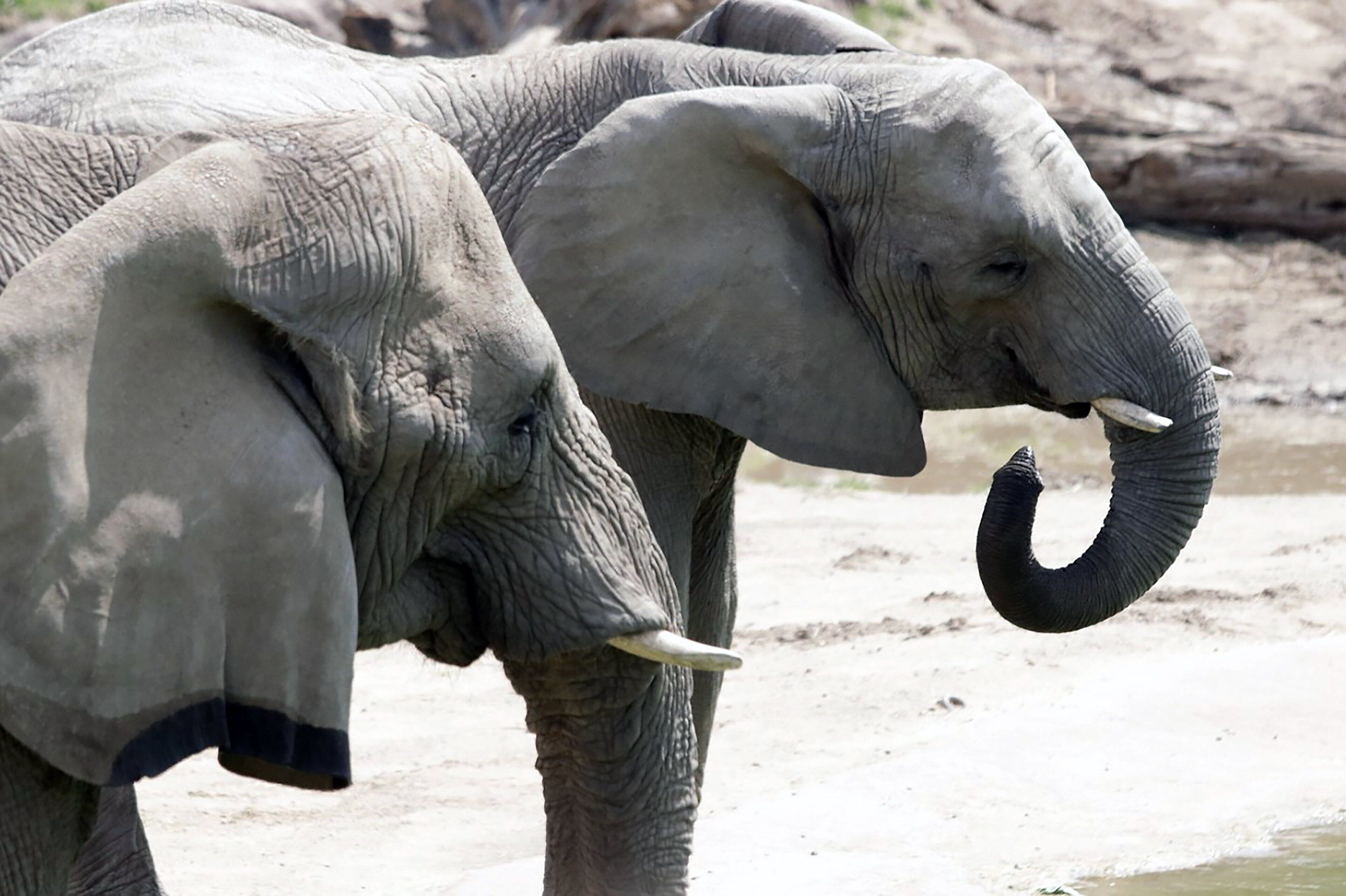 Photo - Crowne Plaza Dallas Downtown by IHG