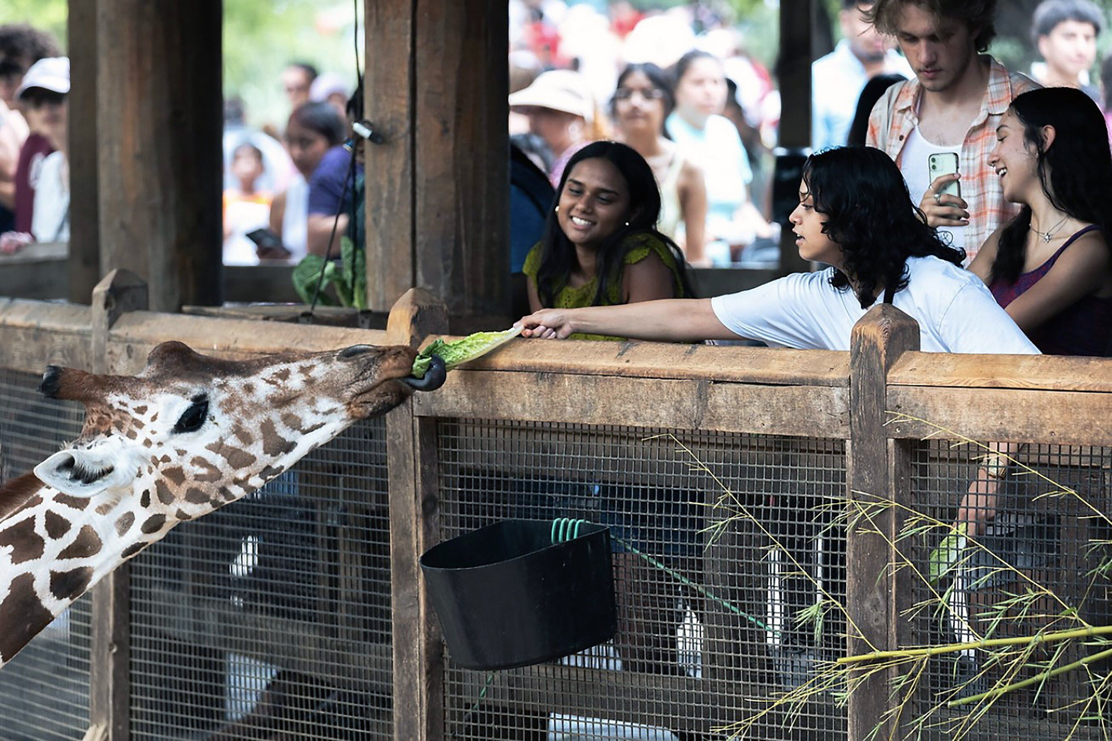 A giraffe reaching over a wooden barrier to eat food from a person's hand.