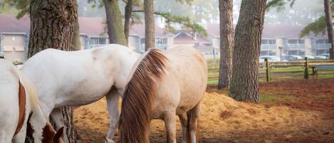 Trois chevaux paissent près d’arbres dans un espace clos, avec un bâtiment visible à l’arrière-plan.