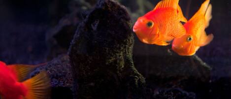 Un acuario con dos peces anaranjados nadando cerca de una roca.