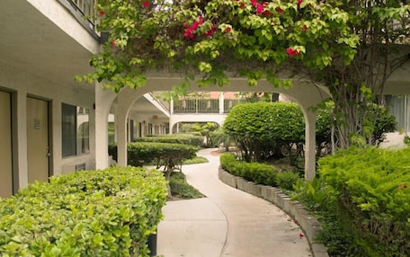 A pathway flanked by neatly trimmed hedges and a building with a balcony.