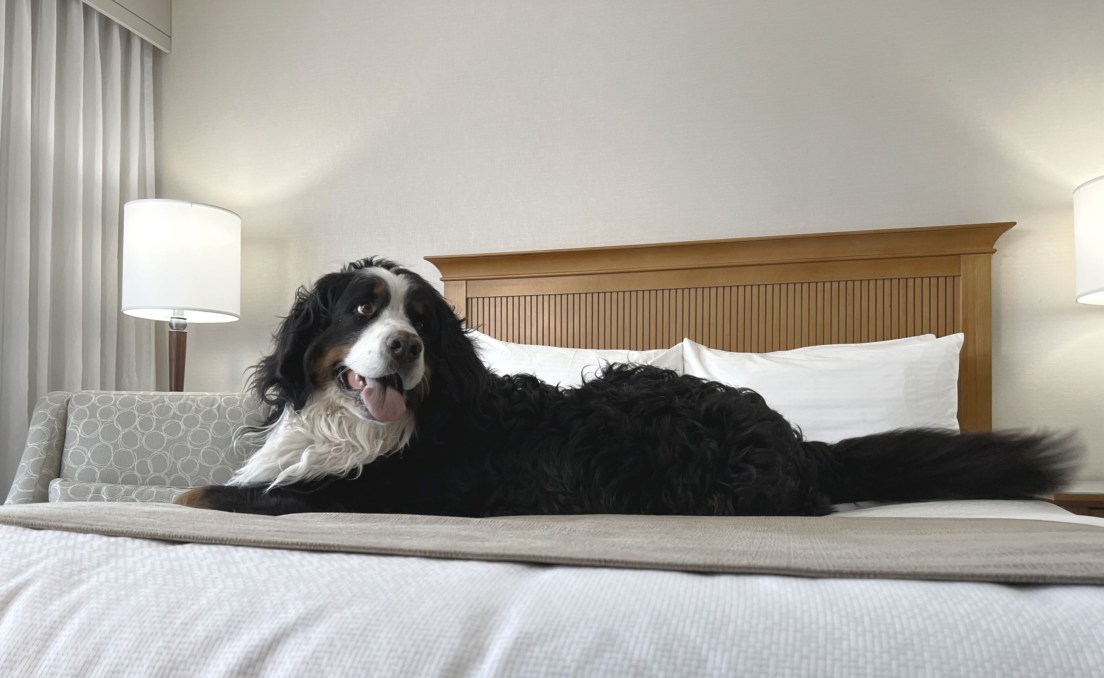 Un perro acostado en una cama con cabecera de madera y almohadas blancas.