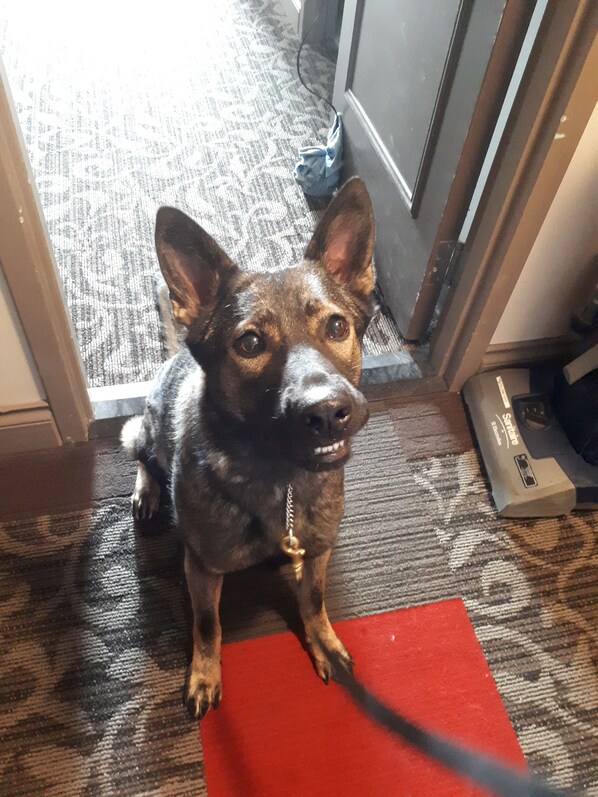 Un perro sentado sobre una alfombra roja en un umbral.