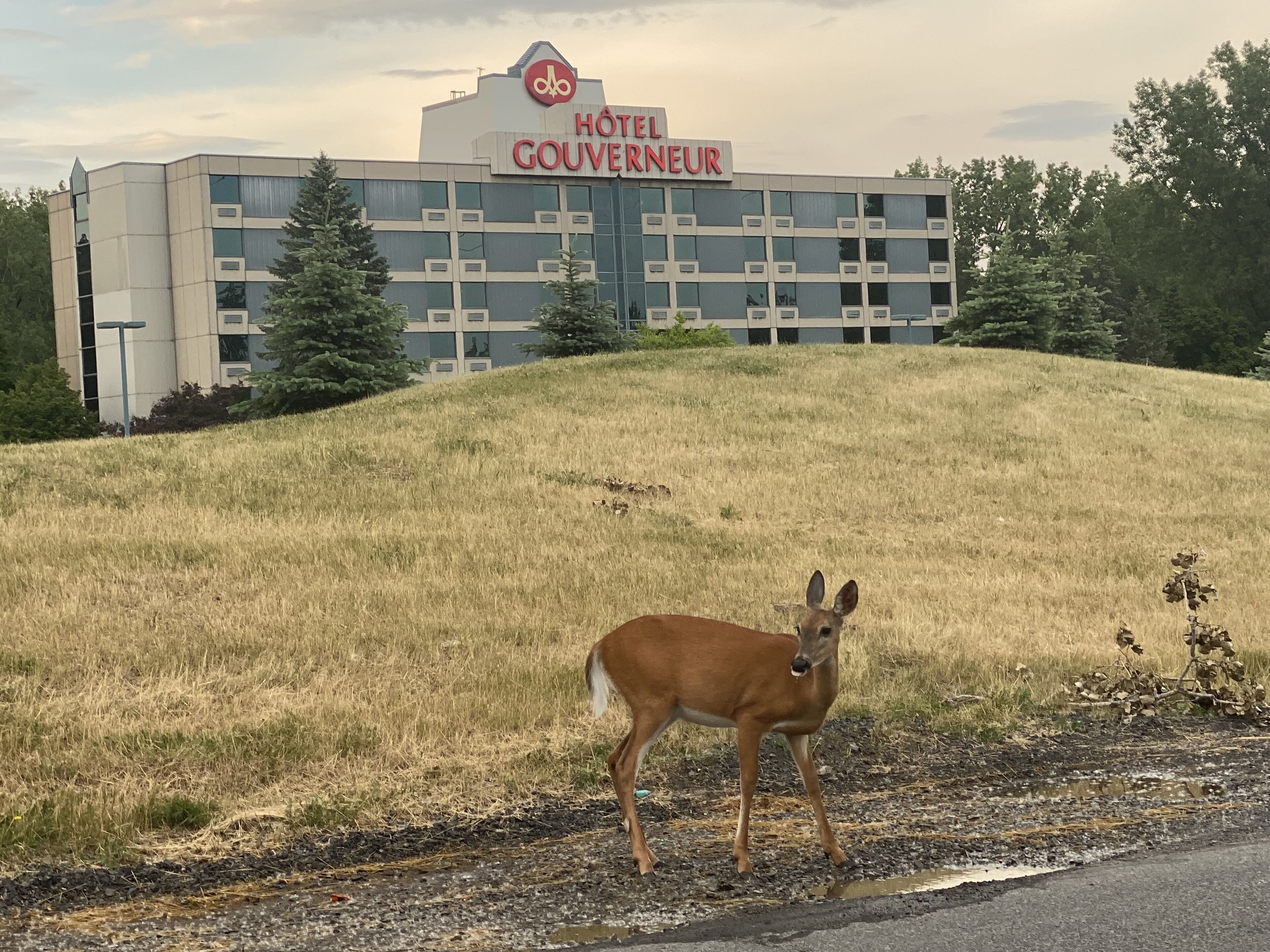 A building with a sign reading "HOTEL GOUVERNEUR" and a deer standing on a grassy slope.