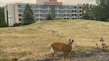 A building with a sign reading "HOTEL GOUVERNEUR" and a deer standing on a grassy slope.