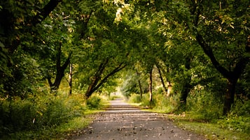A paved road flanked by dense green foliage, leading into the distance.