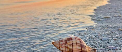 A seashell on a pebbly beach with a calm sea in the background.