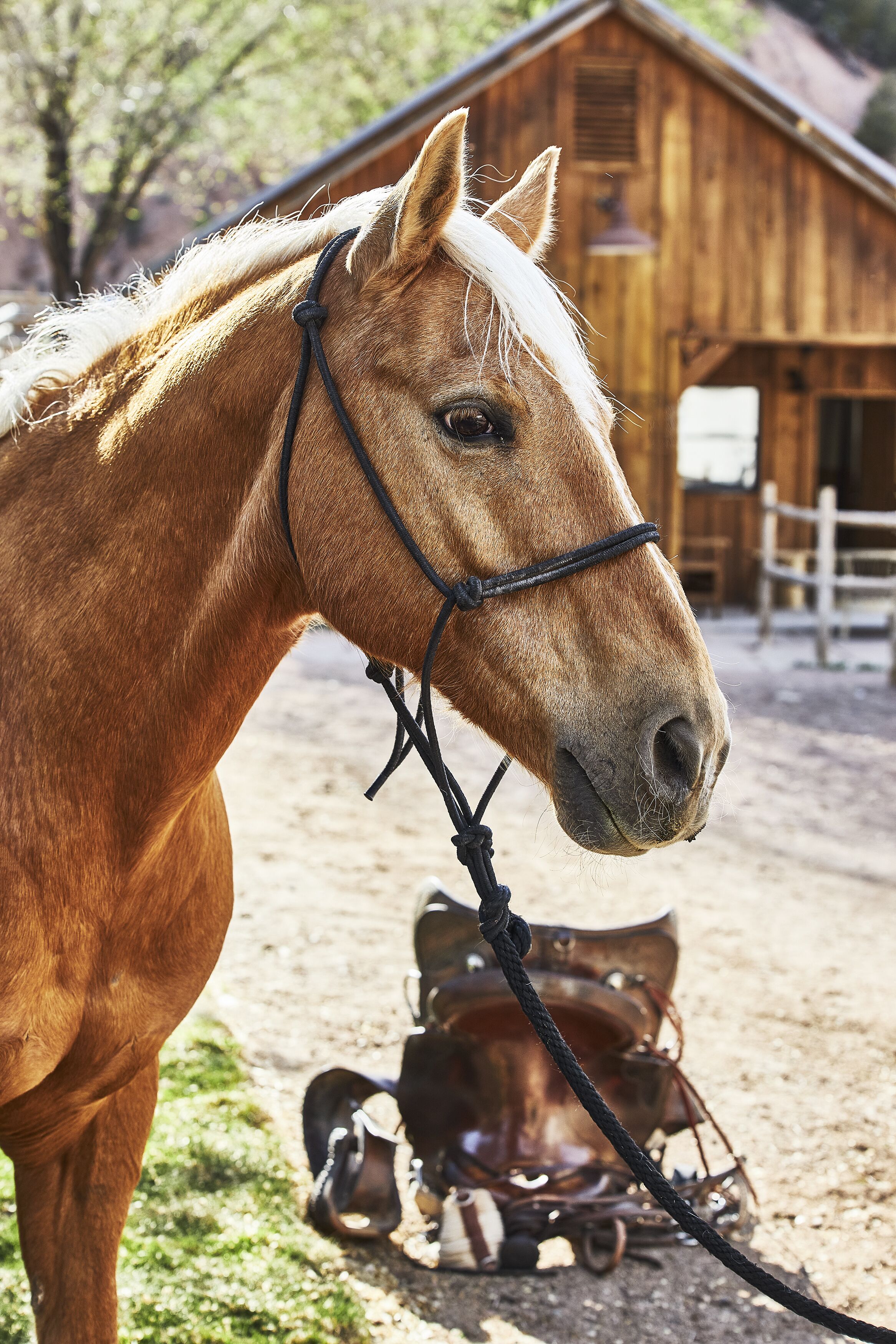 A horse with a black halter standing in a stable area with a wooden barn in the background.