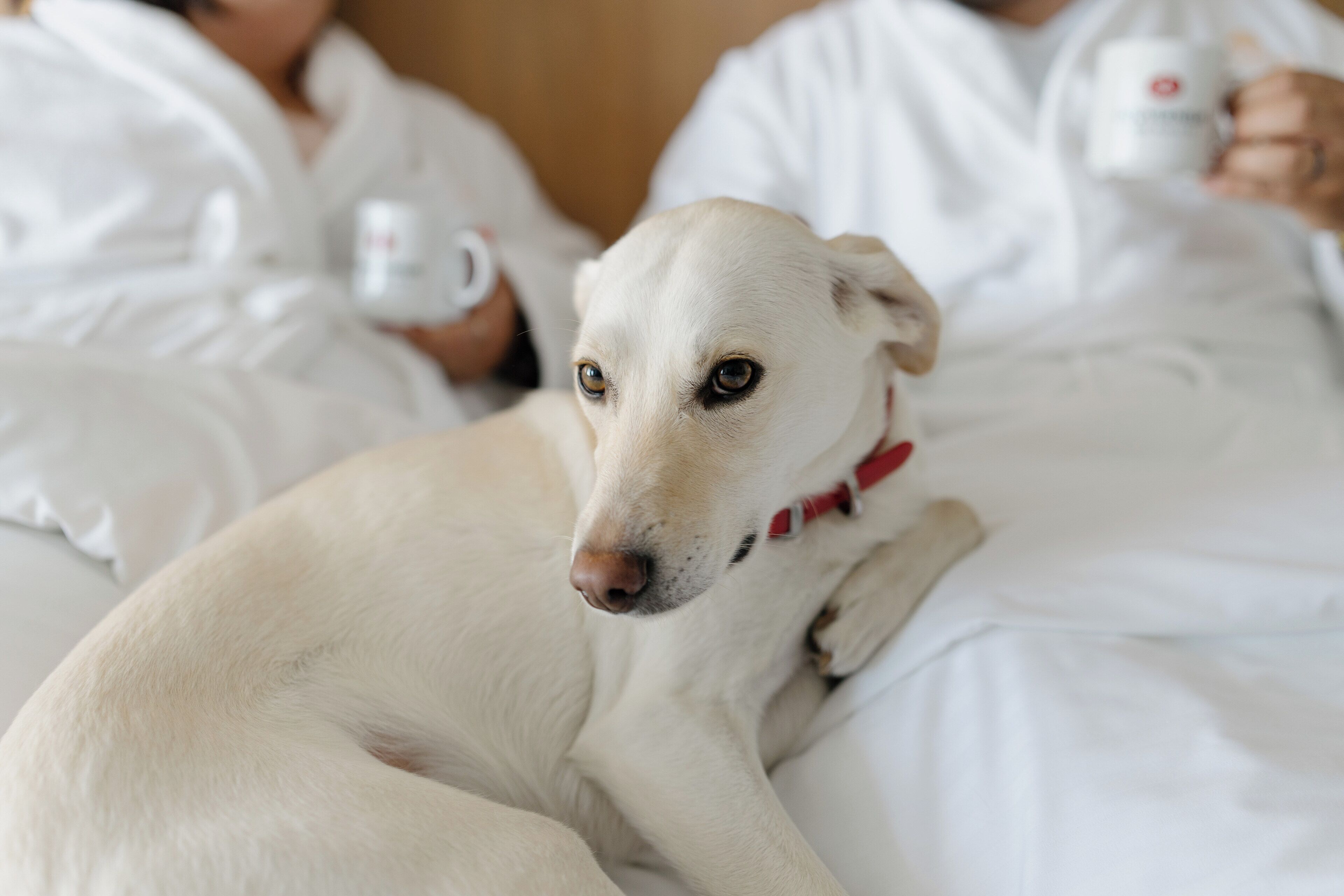 Photo - Hôtels Gouverneur Trois-Rivières