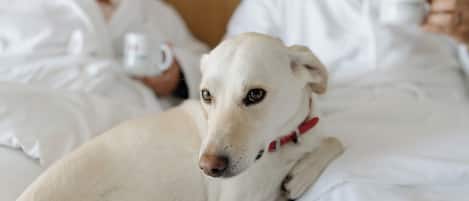 Un perro blanco acostado sobre una cama con un collar rojo.