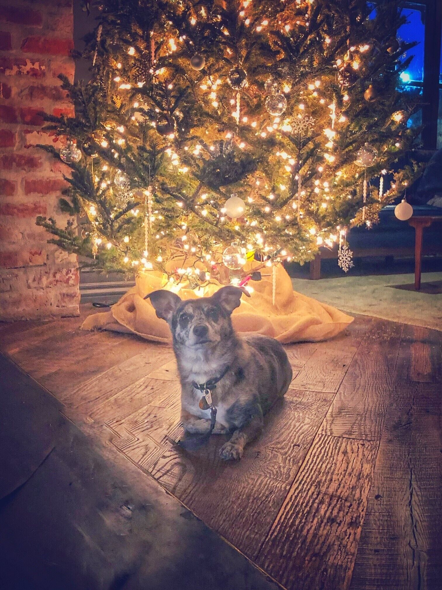 pet-friendly amenities