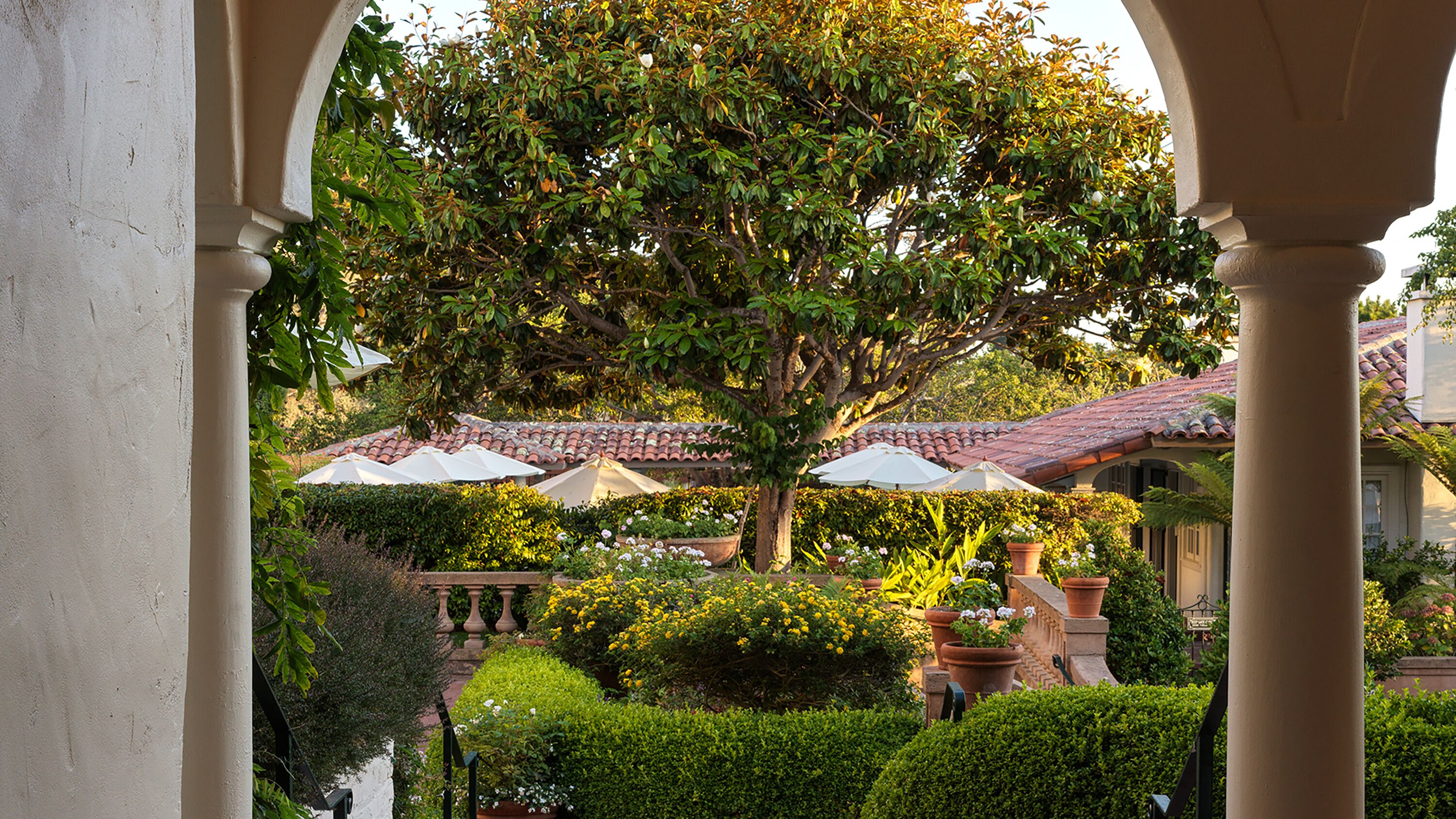 Un patio con un árbol grande, plantas en macetas y sombrillas exteriores.