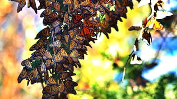 Un grupo de mariposas monarca sobre una rama.