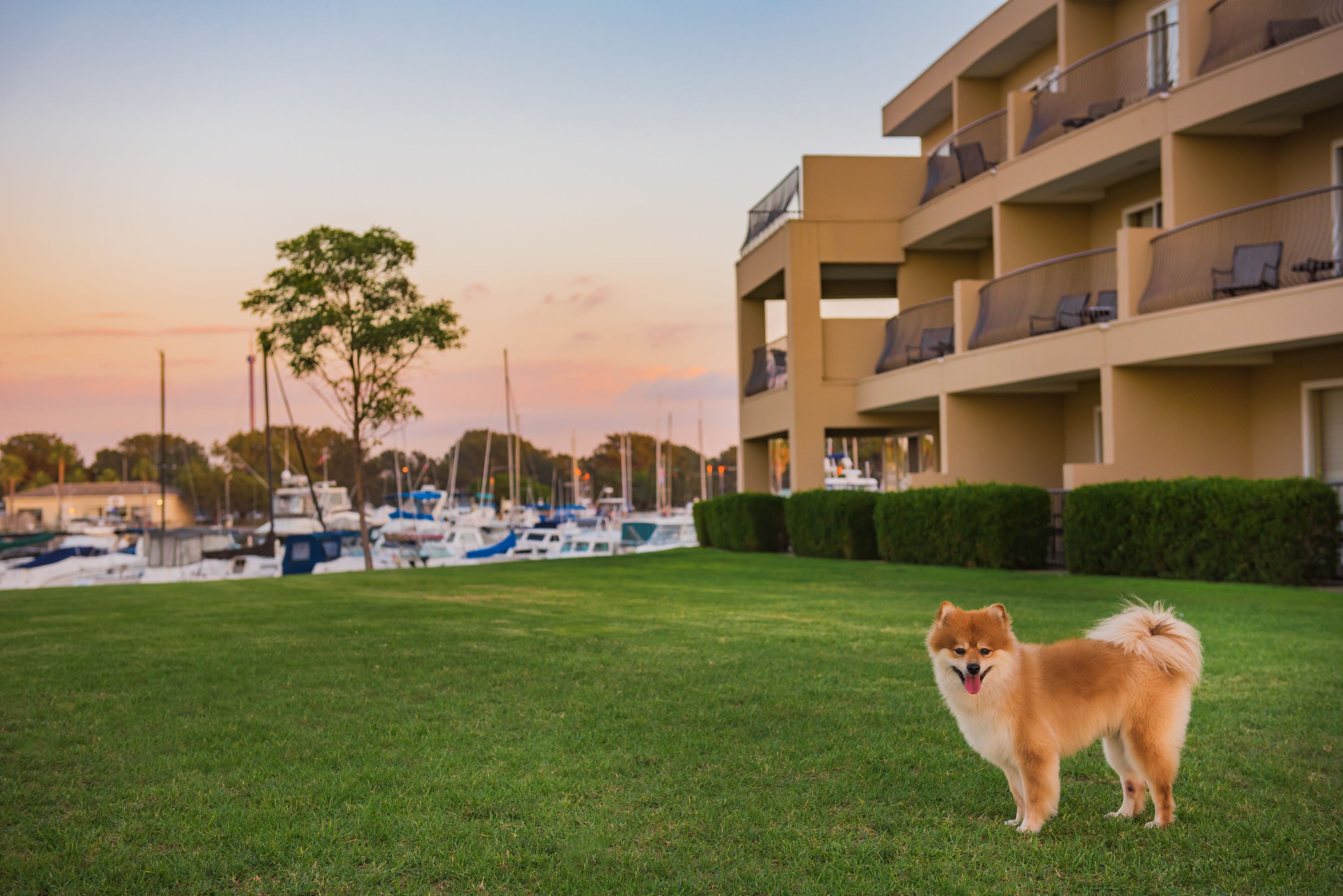 Um cão numa relva com um porto de iates e um edifício alto ao fundo.
