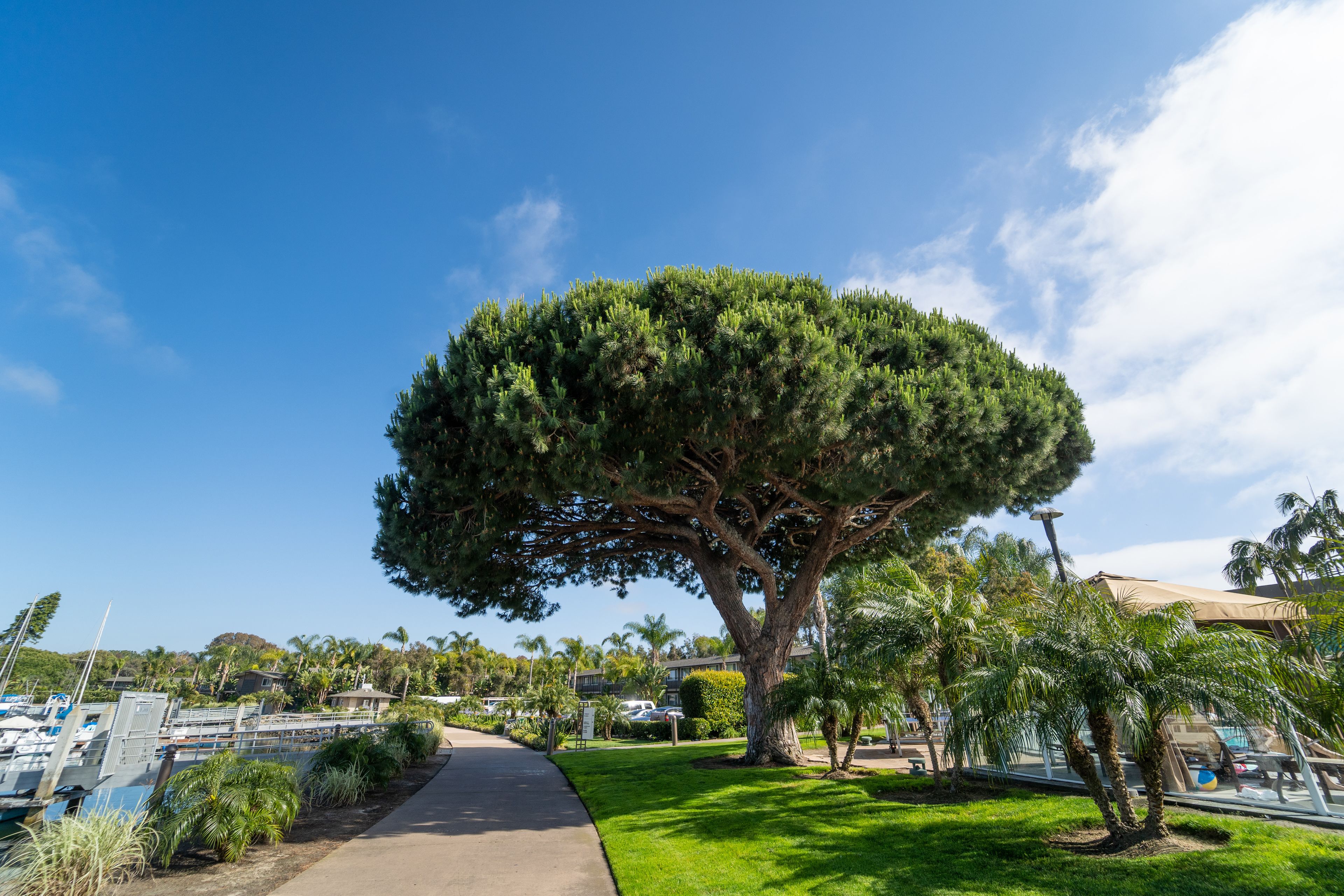 Photo - The Dana on Mission Bay